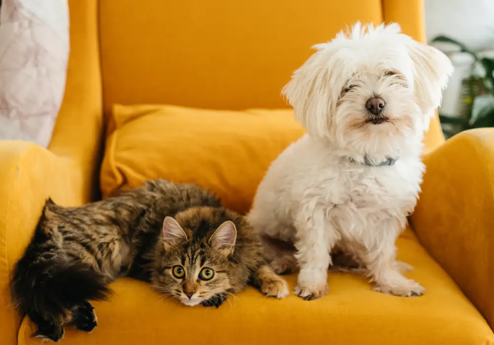 Cozy cat and dog lounging together